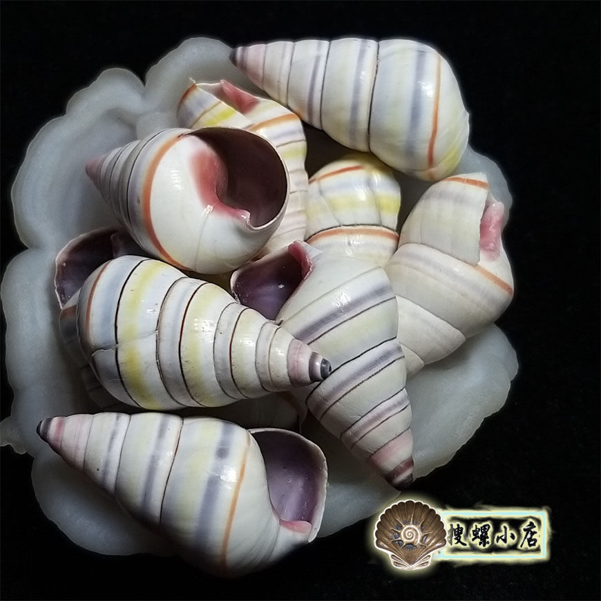 5厘米左右七彩少女蜗牛/海地产的糖果蜗牛/多选一