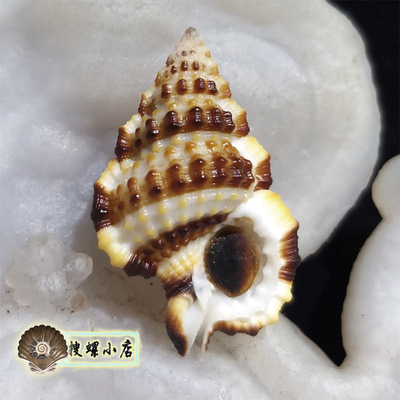 2.87厘米斑马翼法螺/配口盖