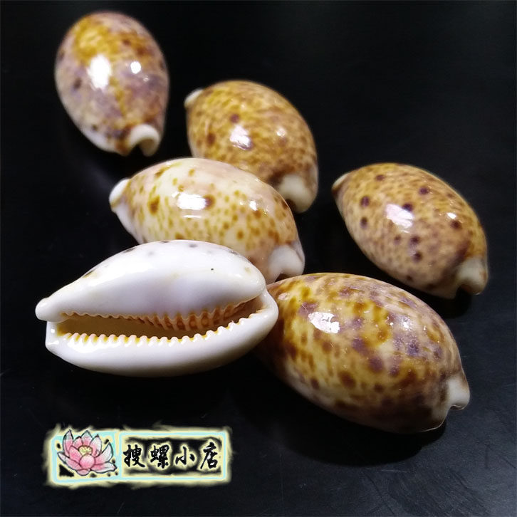 2.5厘米左右山猫宝螺/GEM/品相好/随机发货图片