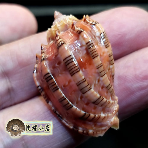 3.47厘米艳美杨桃螺/小尺寸