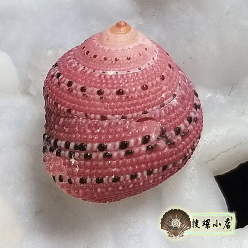2.06厘米草莓钟螺/特殊花色