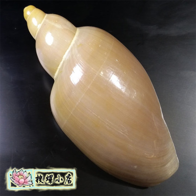 12.98厘米东沙谷米螺/大规格