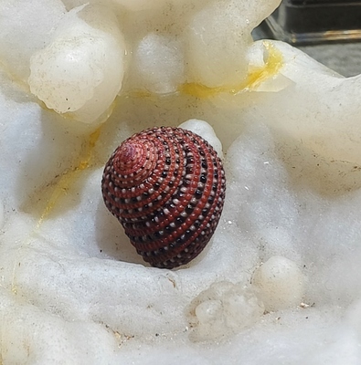 1.73厘米红梅钟螺