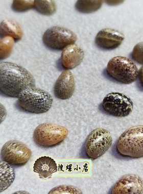 7毫米左右蜑螺/一盒套装/多选一