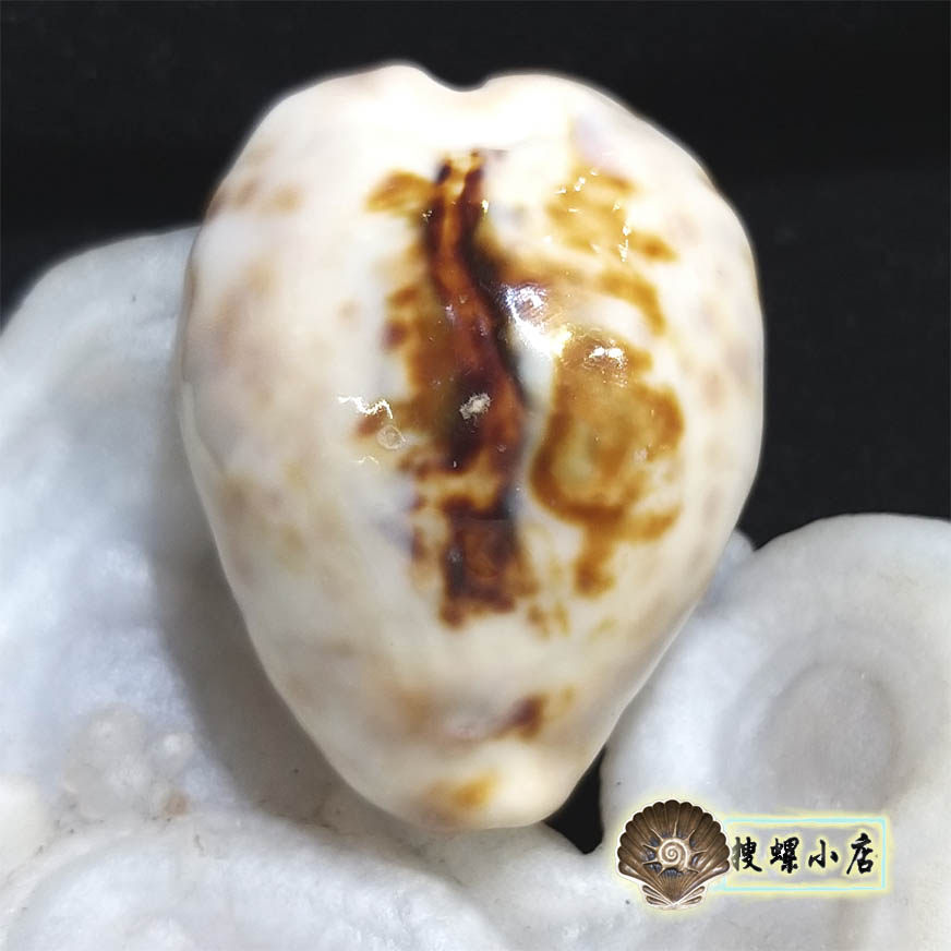 5厘米无齿宝螺/gem