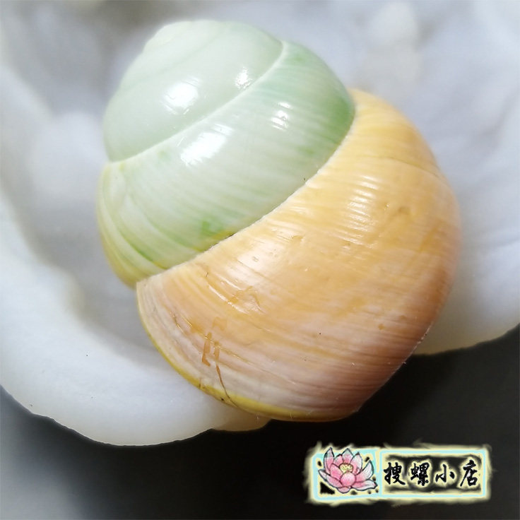3厘米印尼绿苹果蜗牛