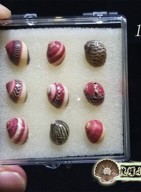 一盒9枚红斑蜑螺 /带展示盒/颜色鲜艳品相好/多选一