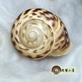 2.57厘米巴布亚蜗牛