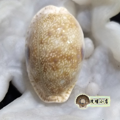 3.87厘米腰斑宝螺