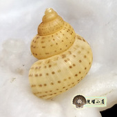 1.75厘米真肋通管螺