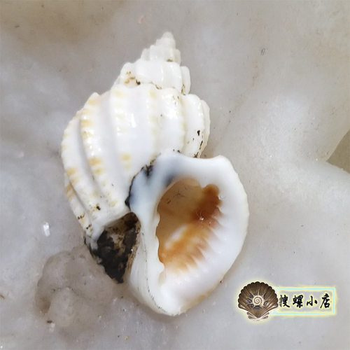 2.13厘米旋梯核螺