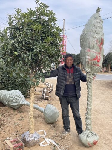 桂花树苗庭院种植耐寒植物