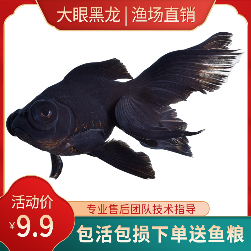 金鱼活体观赏鱼活体小金鱼冷水鱼黑龙睛红龙睛金鱼苗小中大型金鱼
