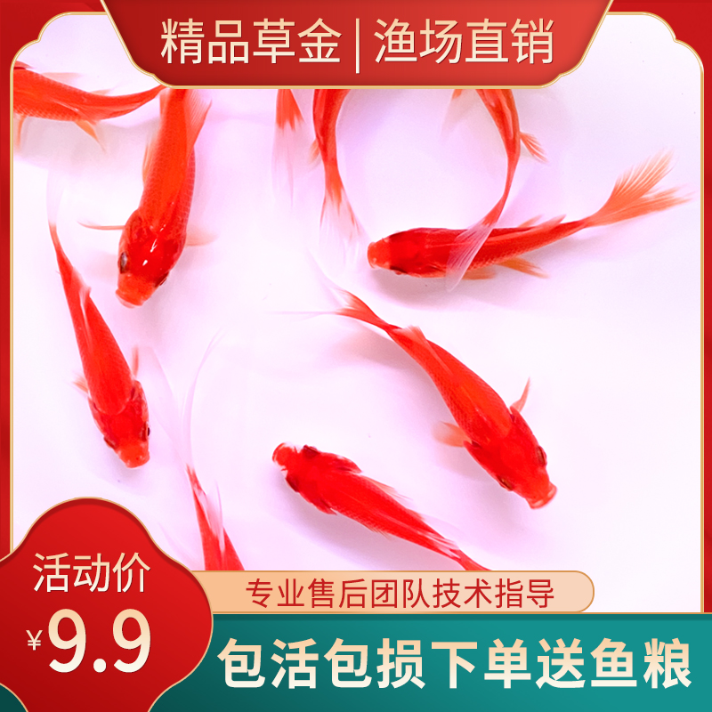 金鱼活体草金鱼小金鱼苗红草金冷水鱼好养耐活观赏鱼红鲫鱼锦鲤鱼 艺海藏鱼阁 淘优券