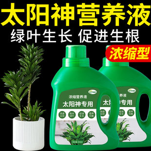 太阳神专用肥密叶朱蕉肥料多头竹蕉阿波罗复合营养液绿植植物花肥