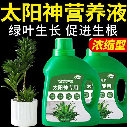 太阳神专用肥密叶朱蕉肥料多头竹蕉阿波罗复合营养液绿植植物花肥