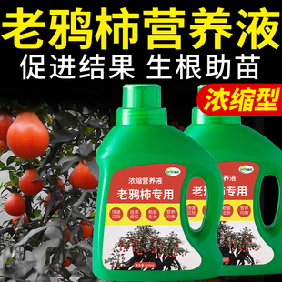 老鸦柿营养液金弹子专用肥金蛋子复合肥料促挂果盆景绿植盆栽花肥