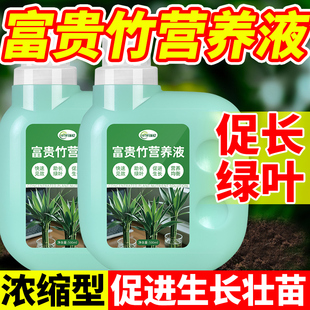 富贵竹营养液水培植物专用肥转运竹观音竹龙竹文昌竹发财竹肥料