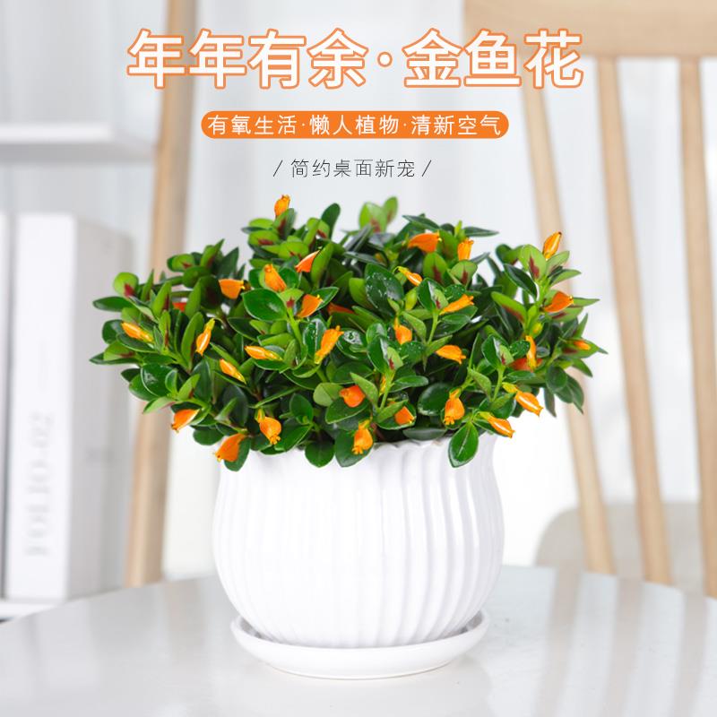金鱼吊兰盆栽四季观花植物金鱼花桌面绿植