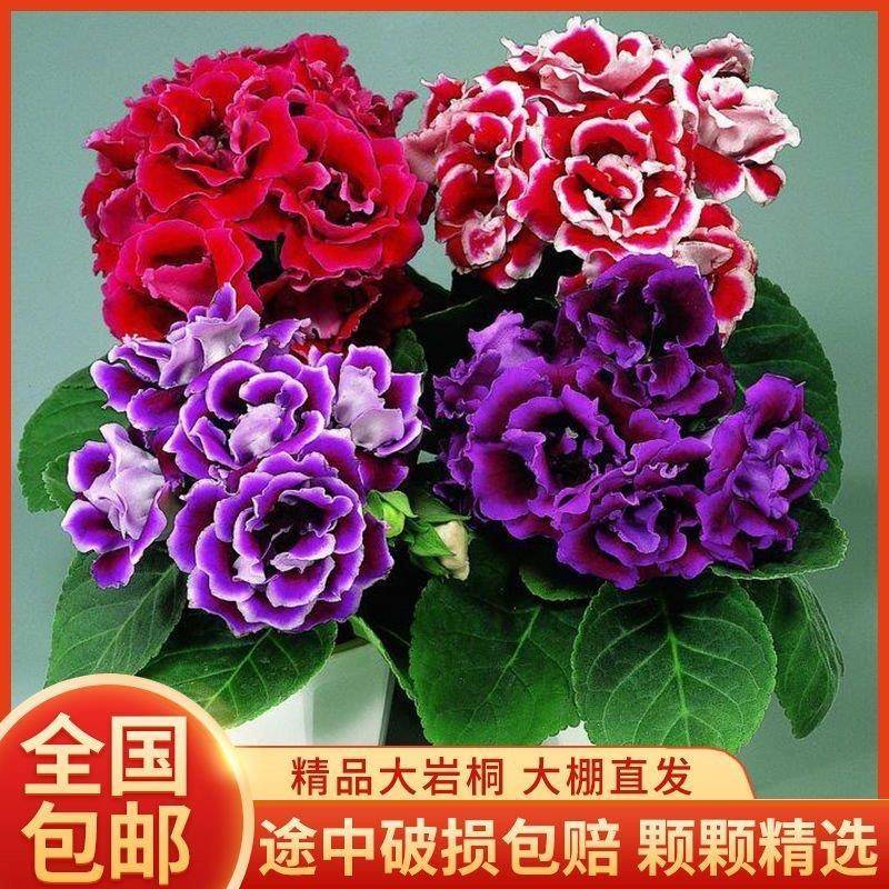 直发四季观赏带芙蓉富贵花苞盆栽桌面绿植