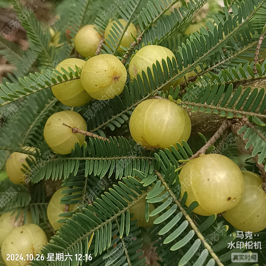 云南野生橄榄青果新鲜油甘滇橄榄余甘子牛甘果孕妇酸水果五斤包邮