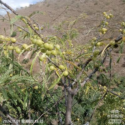 云南特产滇橄榄野生橄榄新鲜油柑果余甘子牛甘果孕妇酸水果5斤