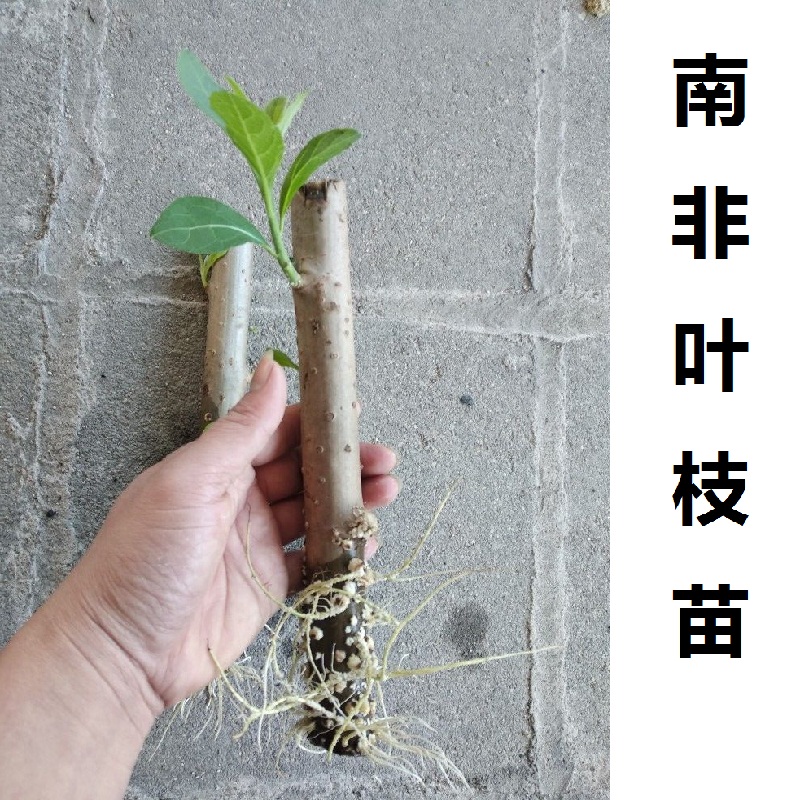 种植南非叶包邮干叶泡茶