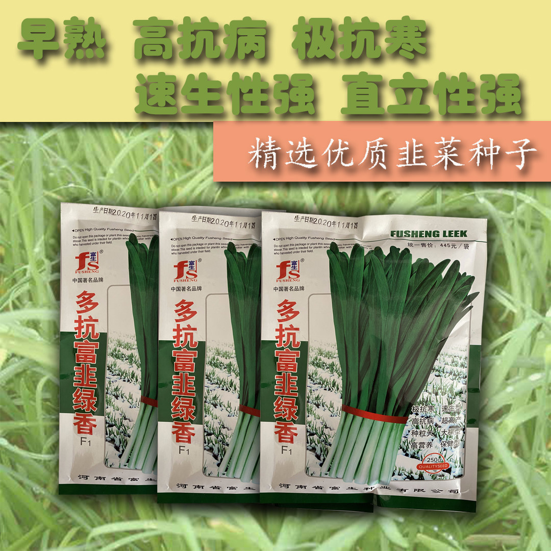 精选优质早熟韭菜种子高抗病极耐寒速生性强直立性强高产量