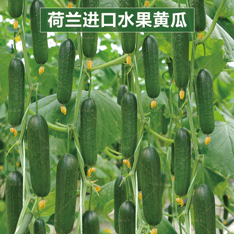 水果黄瓜种籽荷兰小黄瓜种子蔬菜种子四季播雌性水果黄瓜高产原种