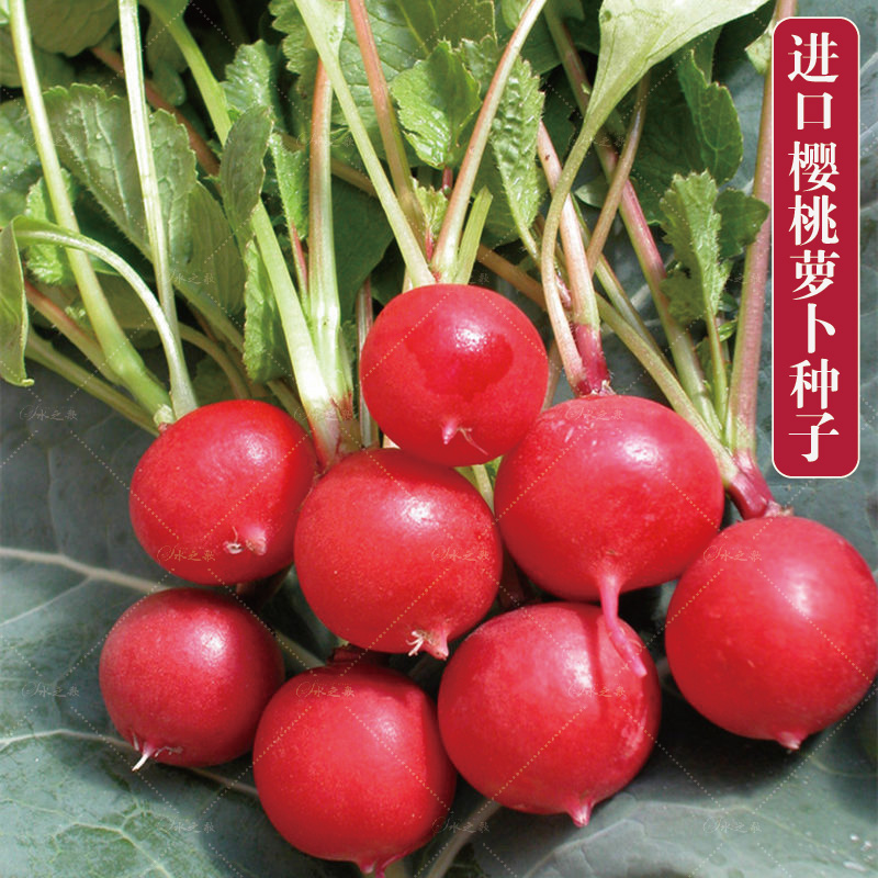 蔬菜种子水果春季盆栽樱桃萝卜