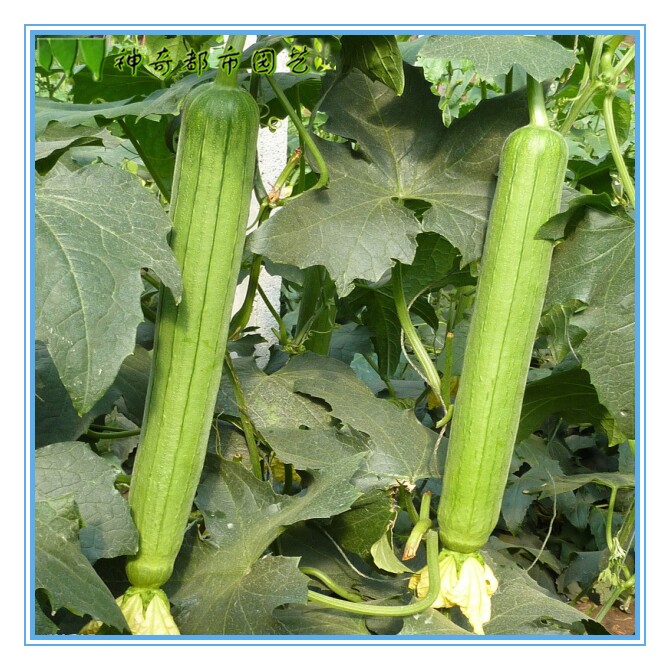 特嫩香丝瓜种籽庭院盆栽种植家庭蔬菜种孑四季播农家特大丝瓜种子