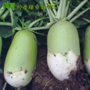 791罐萝卜种子 蔬菜种孑 半白半青萝卜 秋播萝卜种籽791萝卜种子