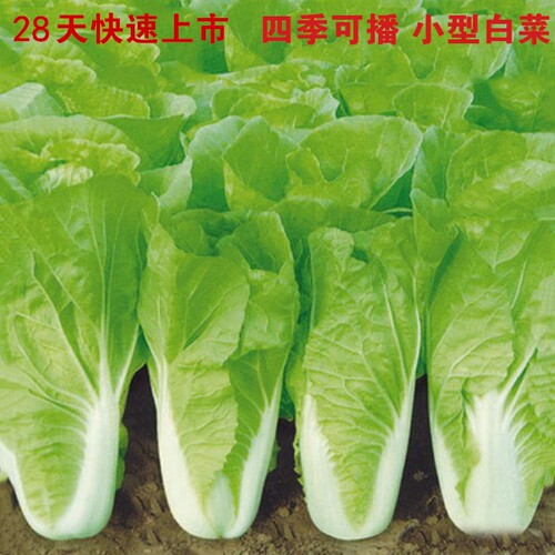 蔬菜28天速生大田四季播快菜