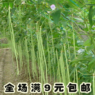 特长豆角种籽爬藤豇豆梅豆角农家四季种子特大高产爬架豆角种籽