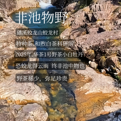 非池物野.25年磻溪蛟龙野茶小白一级牡丹甜野厚积薄发鲜灵青椒甜