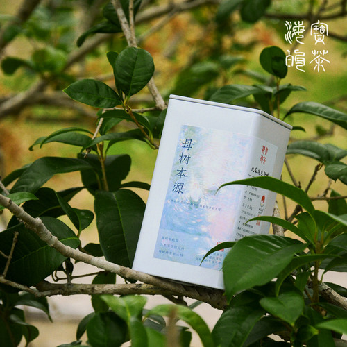 母树本源.2017年白琳翁厝里荒野小白特级牡丹超级大地主萧家私产