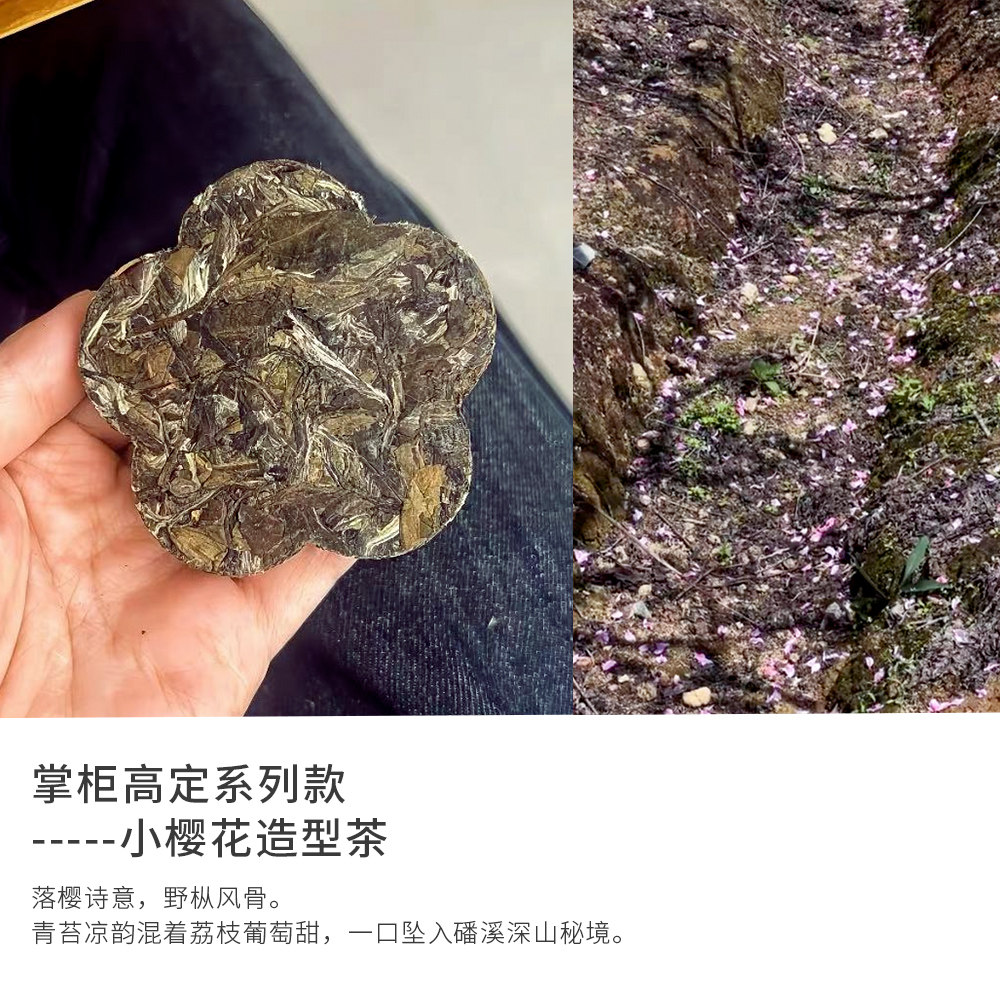 落樱吹雪.2020年磻溪生态荒野老枞寿眉樱花小饼 8月店铺乔迁喜茶