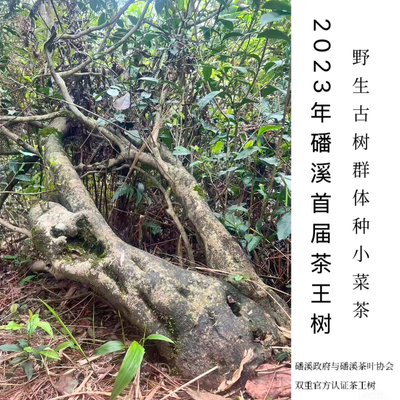 周六见.2023年磻溪青龙山首届茶王树野生群体种百年古树头采菜茶