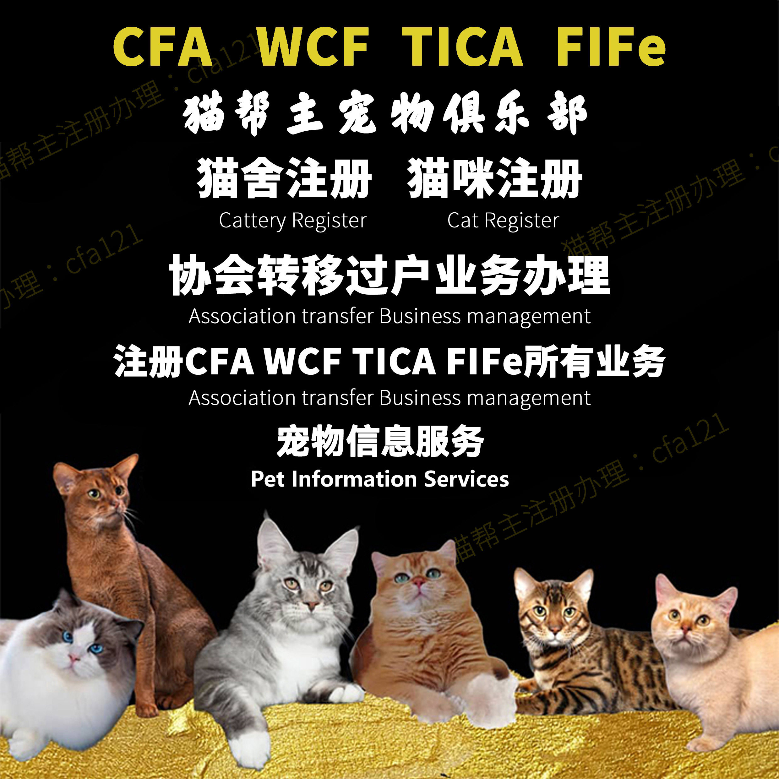 注册CFAWCF美国猫舍代办血统证书
