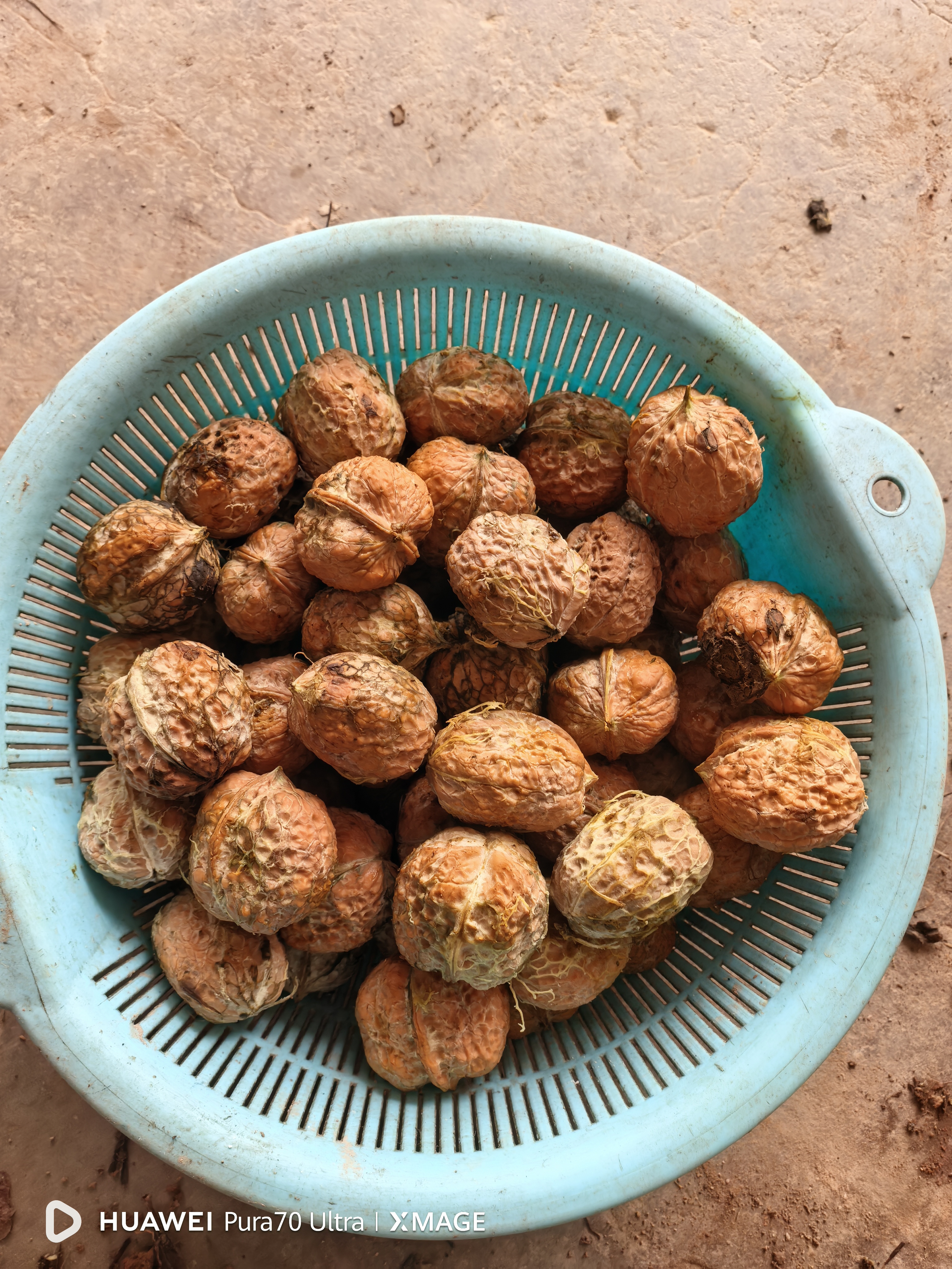 新鲜2025薄皮核桃青皮新鲜青皮核桃湿核桃带绿皮核桃核桃零食