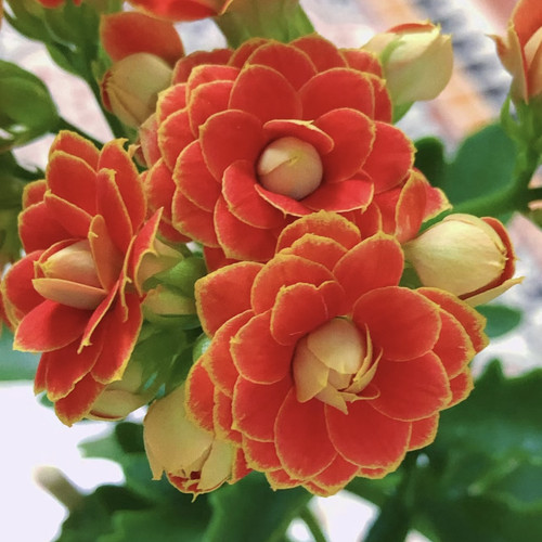 长寿花盆栽多品种80盆迷你桌面小绿植书桌办公桌窗台好养花卉绿植