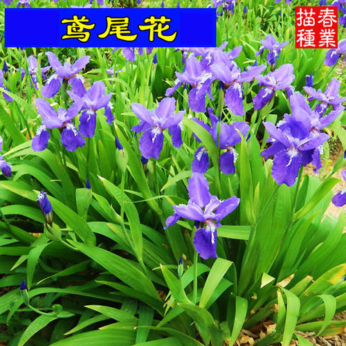 基地批发蓝花鸢尾苗庭院别墅花园