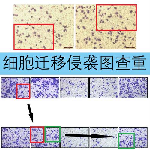 专业图片查重医学科研科学SCI细胞切片wb图片误用AI智能比对