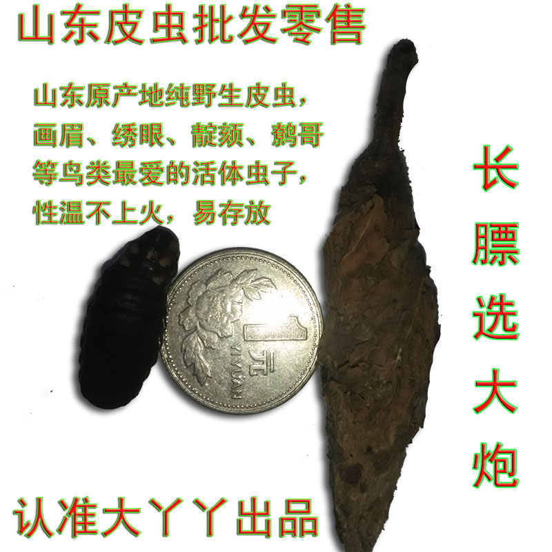 活体绣眼土拨鼠小宠粮食物皮虫