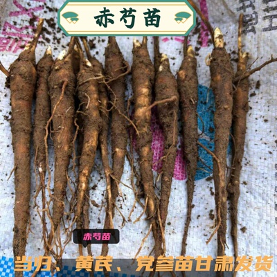 正宗赤芍苗白芍苗甘肃赤芍根