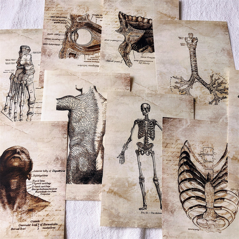 复古人体解剖素材 junk journal手帐暗黑医院摆拍背景纸