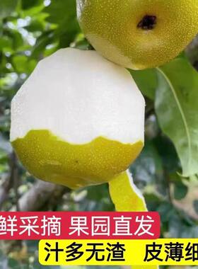 正宗翠冠梨10斤新鲜水果水晶翠玉蜜梨当季梨子花皮宁陵酥梨早熟梨