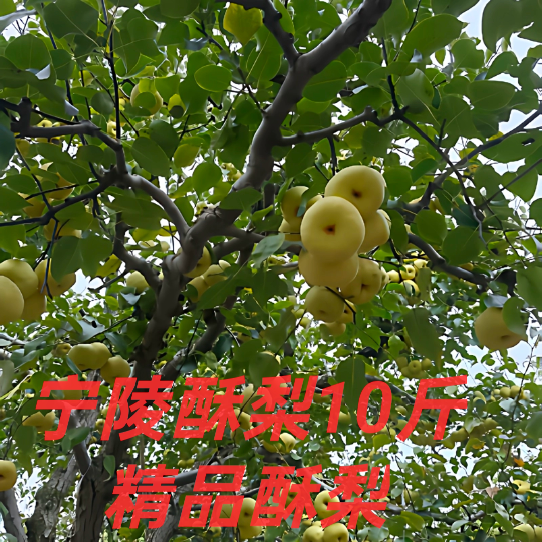 宁陵酥梨新鲜水果10斤鲜梨止咳精品大果老人儿童蜜梨整箱全国包邮