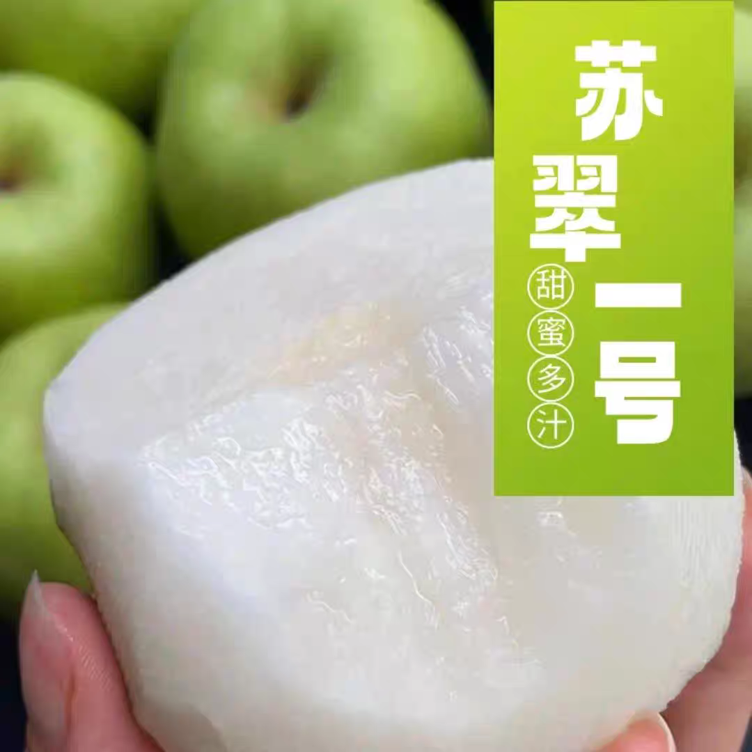 宁陵酥梨产地【苏翠一号】酥脆一号自家果园10斤新鲜梨子脆甜翠冠