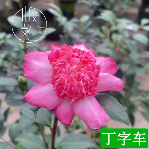 【丁字车】正品茶梅树苗花卉盆栽名贵品种带花苞好养室内阳台植物